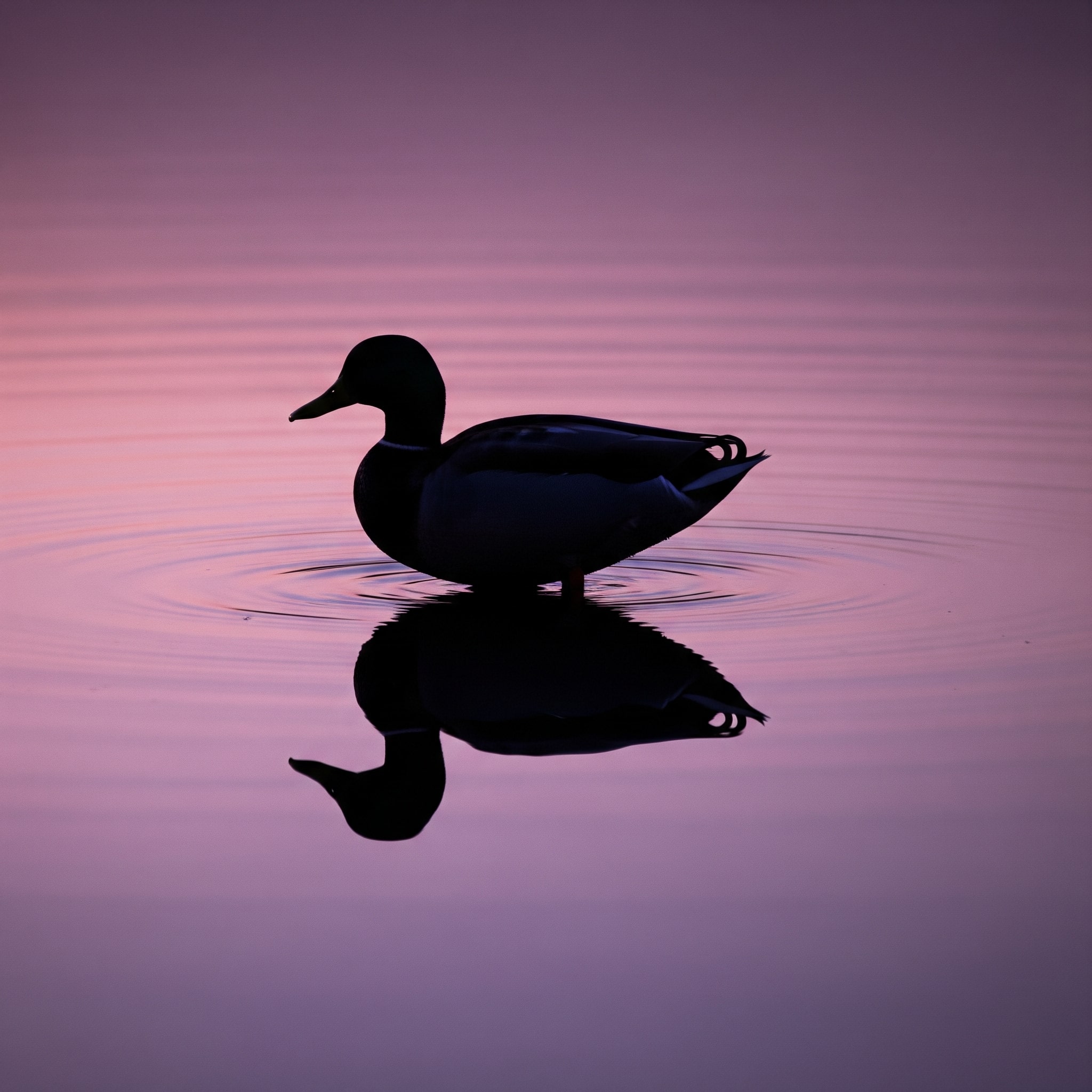 Nuevas integraciones de BlackDuck mejoran las capacidades de escaneo de seguridad en Plexicus